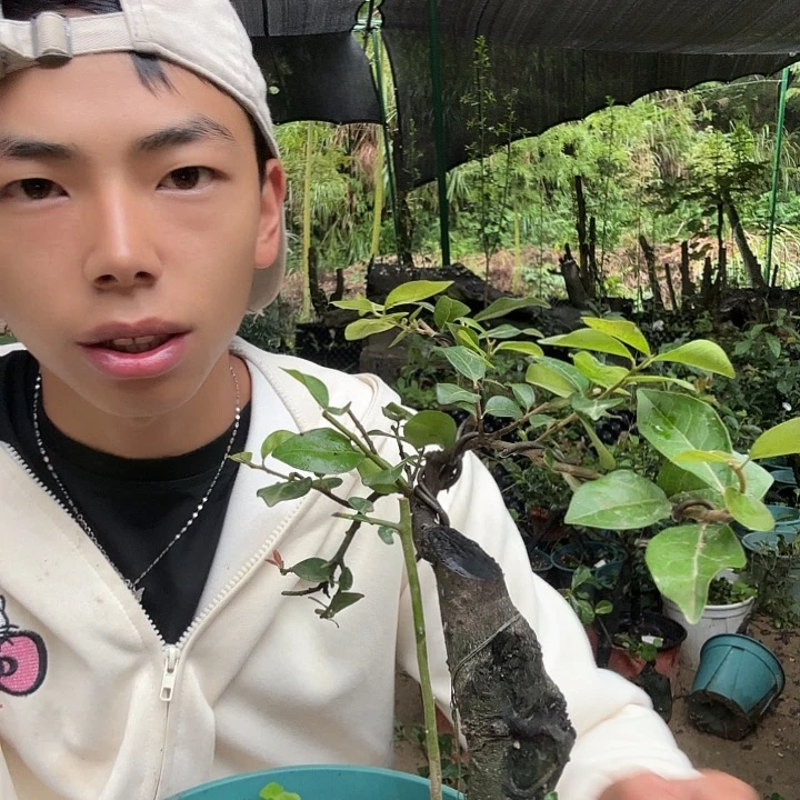 凌***无花朵金蛋子容易成活
