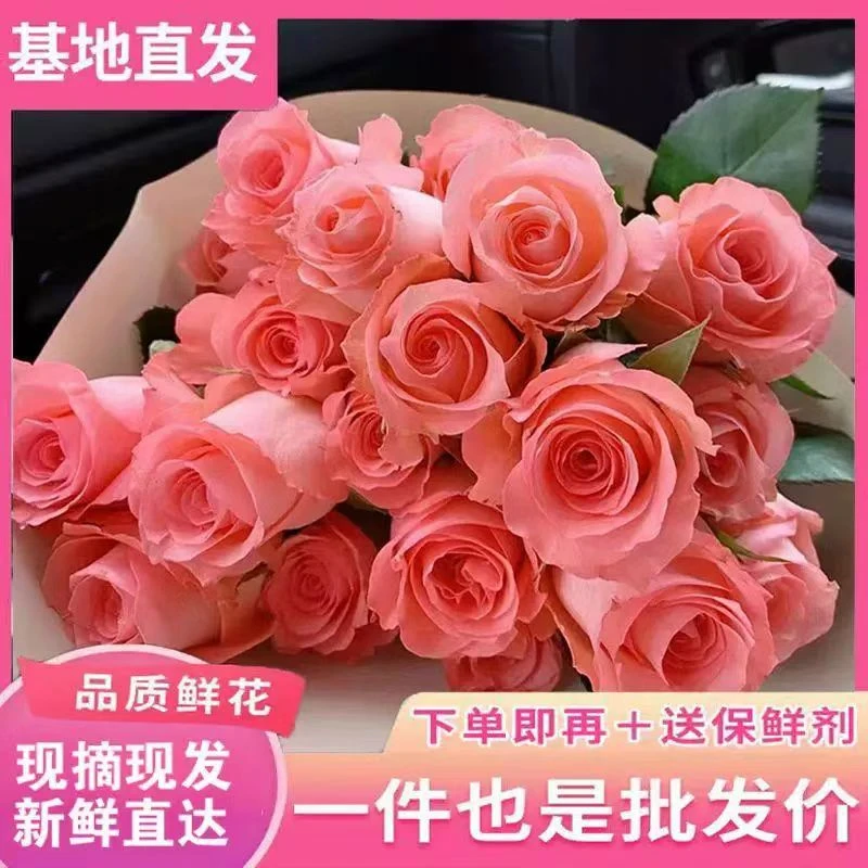 【两单顺丰一单中通】戴安娜粉色玫瑰花云南鲜花花材基地现采