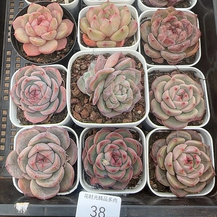 花时光精品多肉38