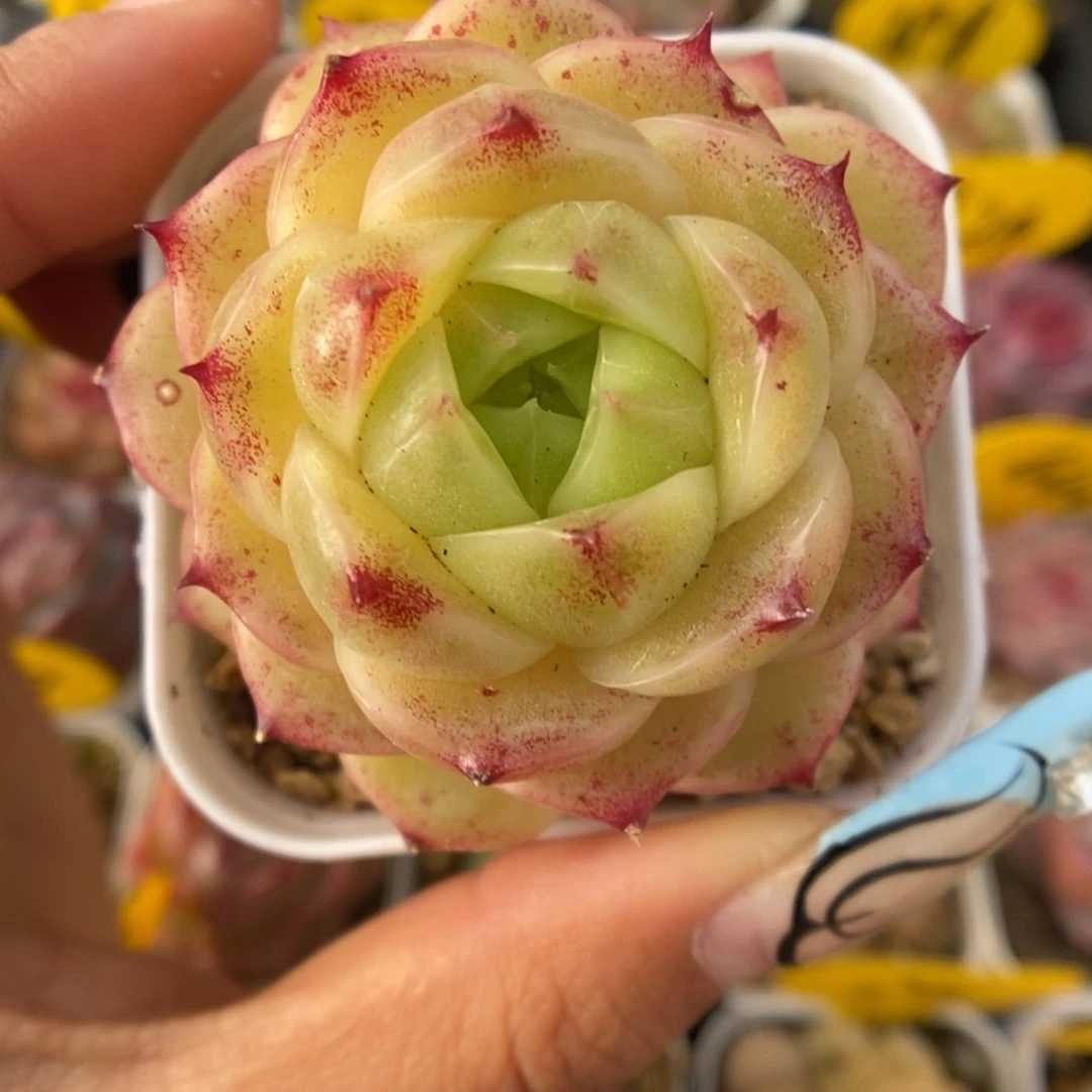 蜜蜡麦秆4980号。