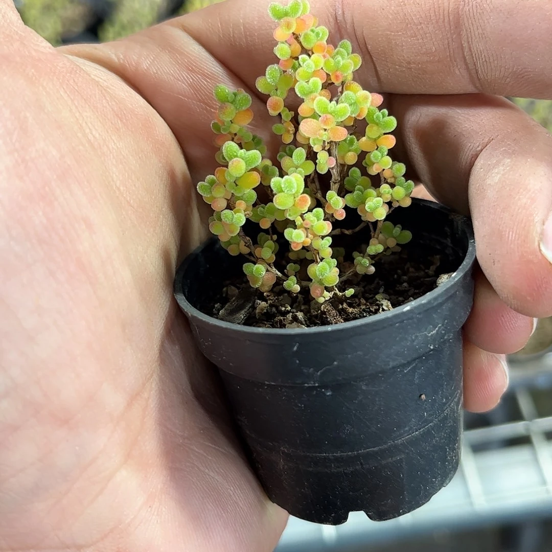 状态糖豆单头发货有根发货