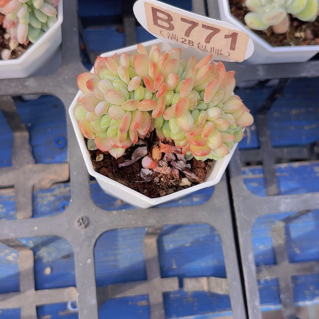 B771玛瑙缀一物一拍