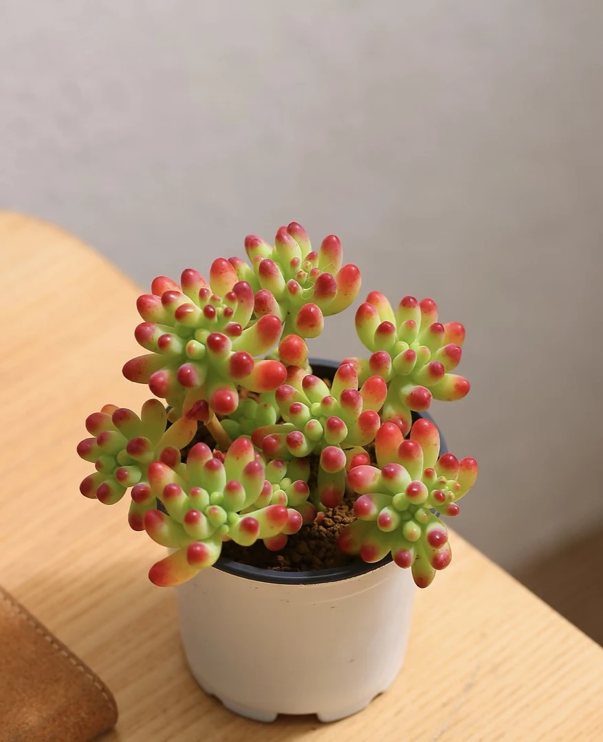 果冻玉女心多肉 带盆带土一棵发货