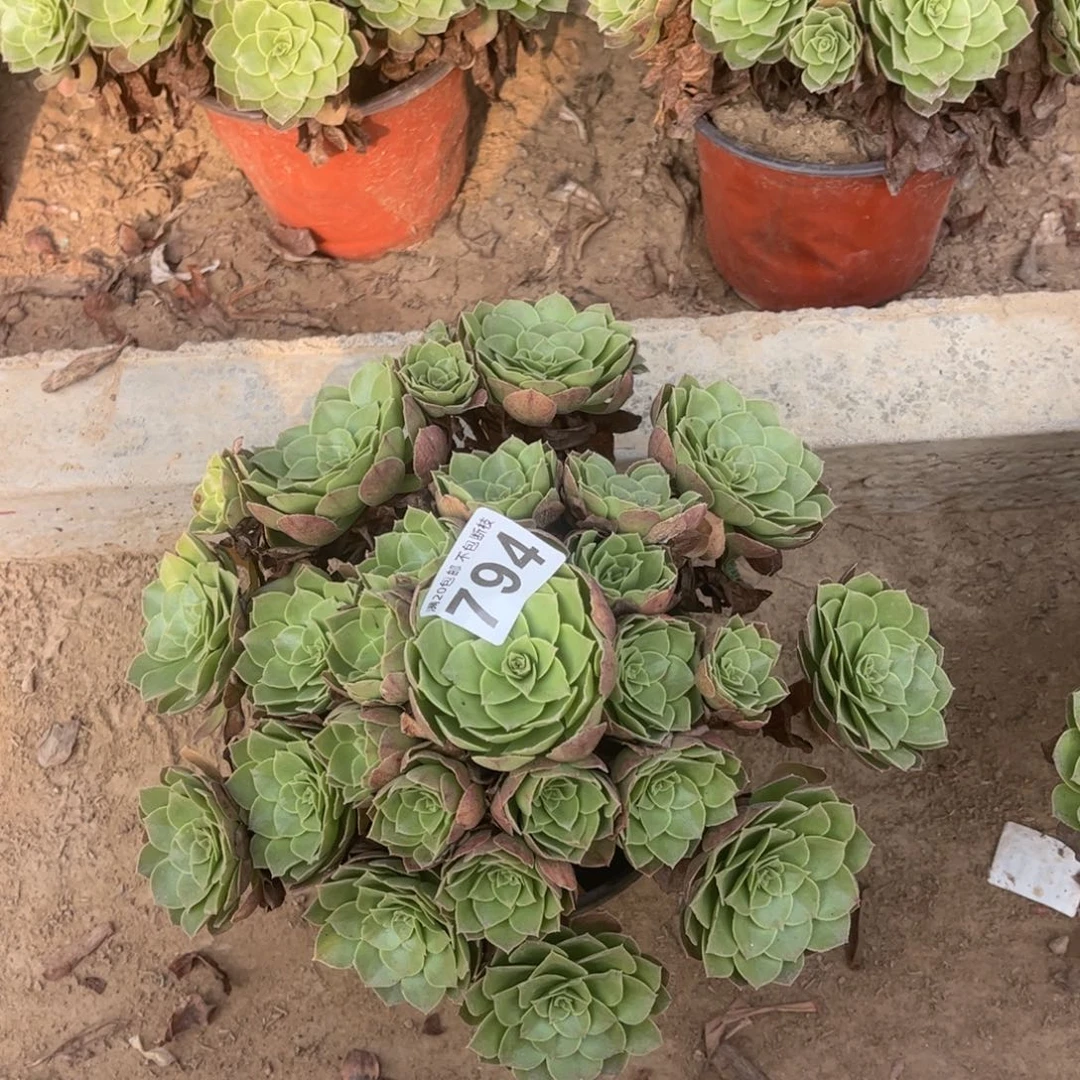 万圣夜794不包断枝