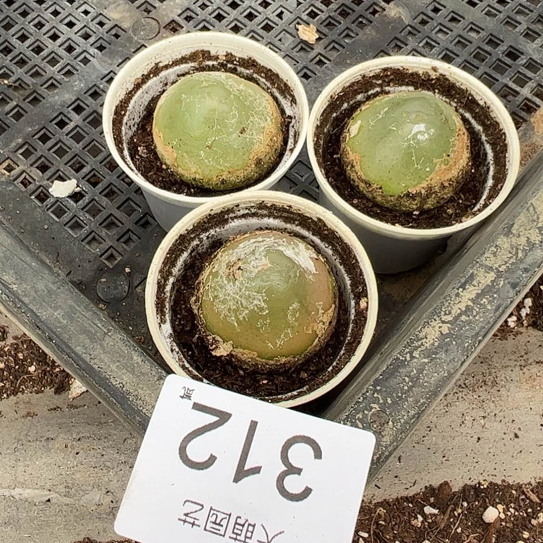 量拍以下1颗母本大灯泡尺寸3.4上下带盆土发默认微瑕。 312