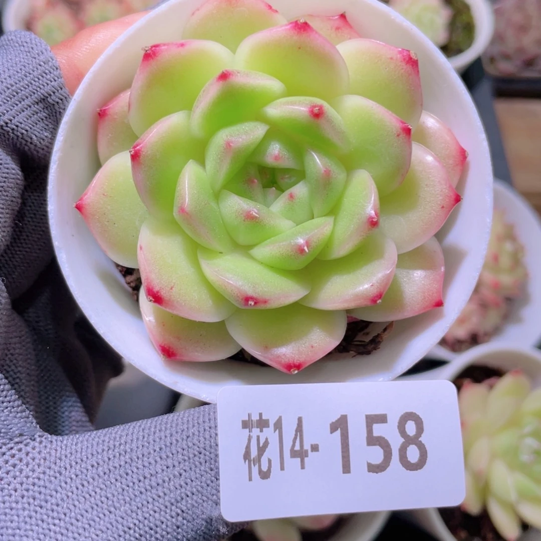 花利美14-158麦秆