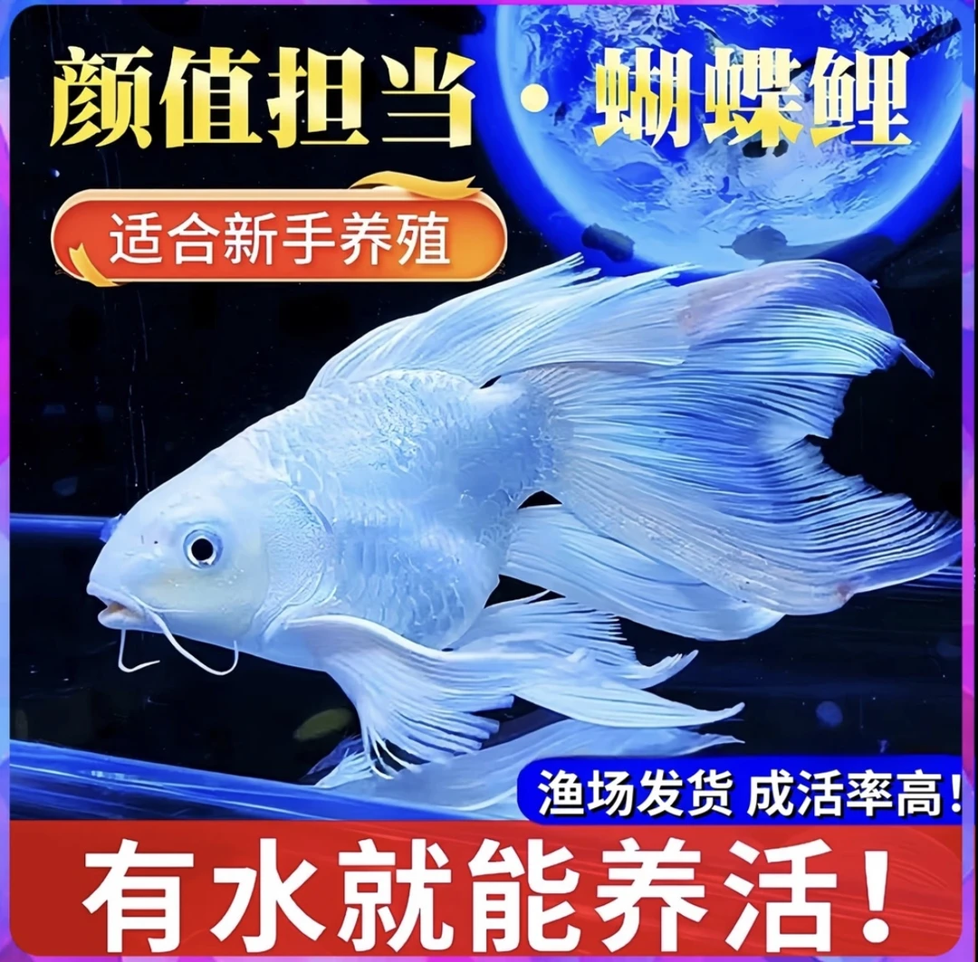 狮子头赛级蝴蝶鲤纯种石膏白短观赏鱼淡水精品活体16-18尺寸