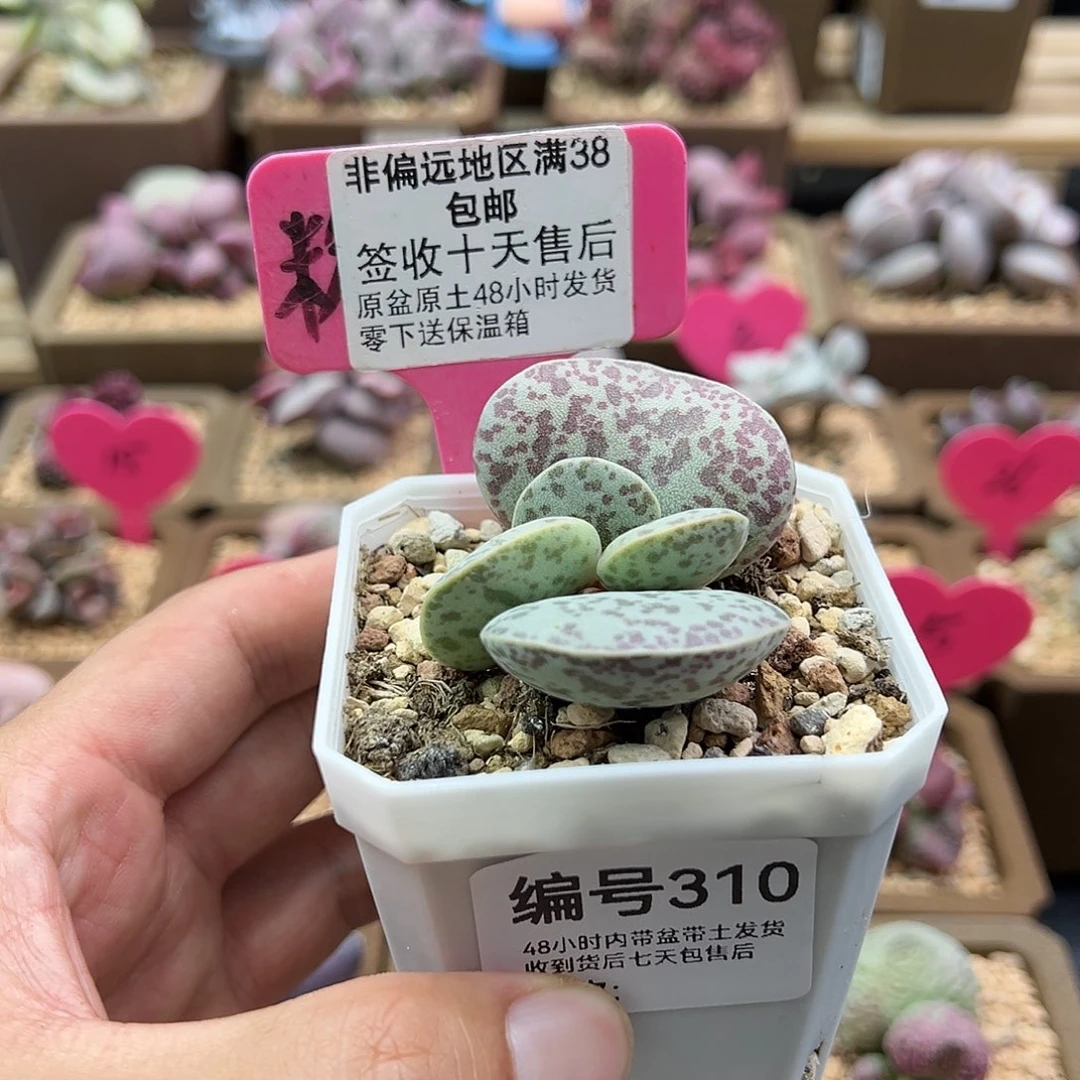 C****a310巨型花蛋多肉植物