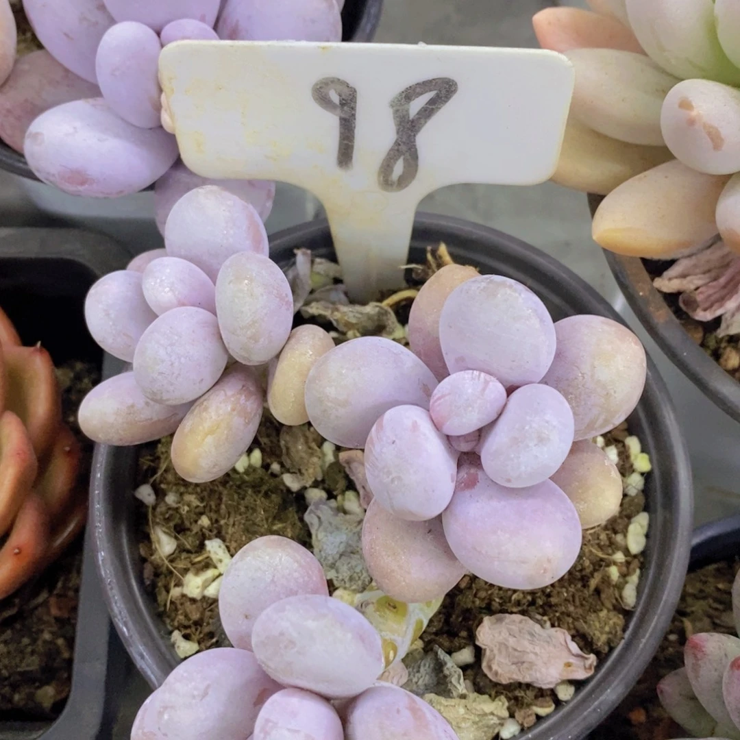 多肉植物，一物一拍，第5场