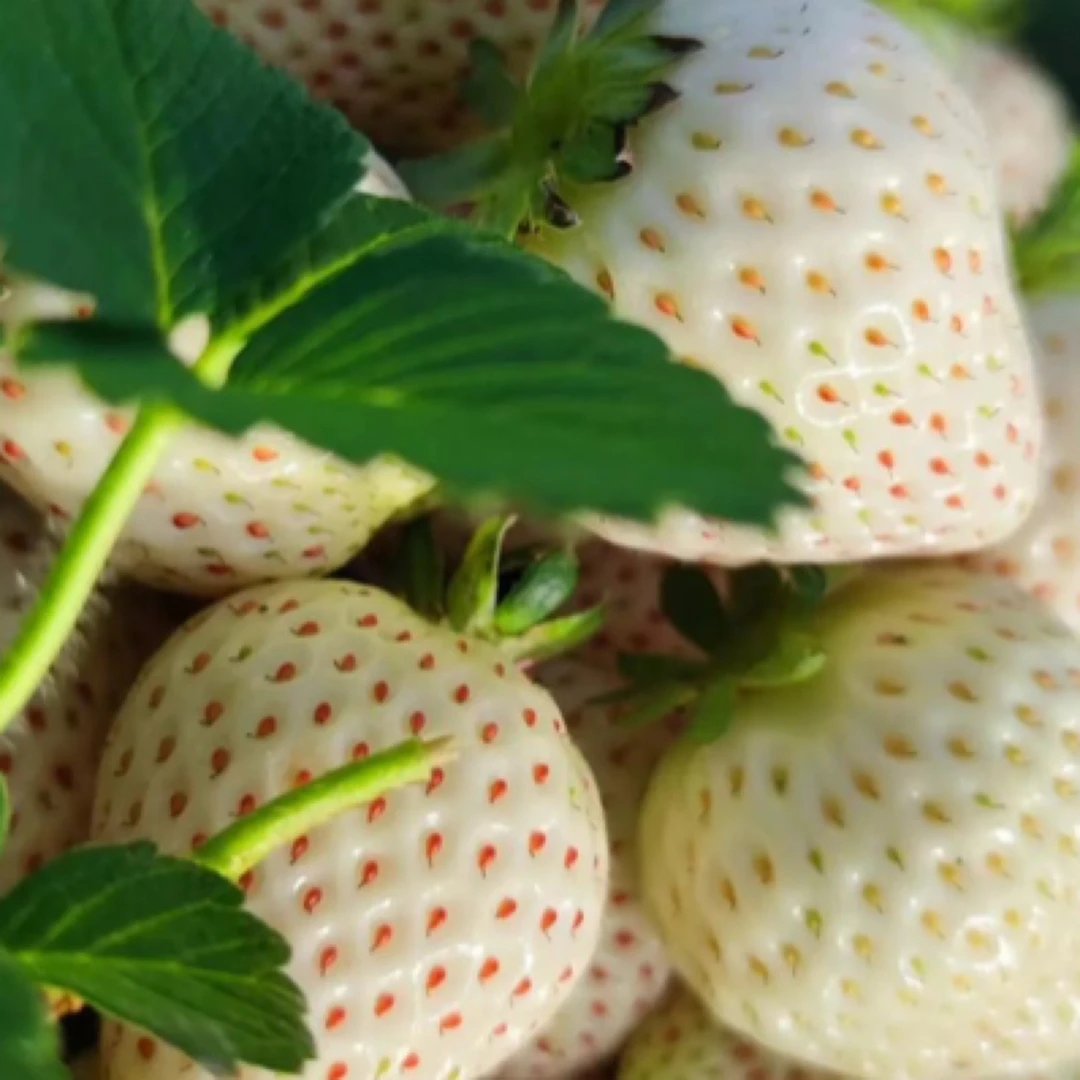 白草莓 3斤顺丰/同城包邮淡雪草莓中国大陆