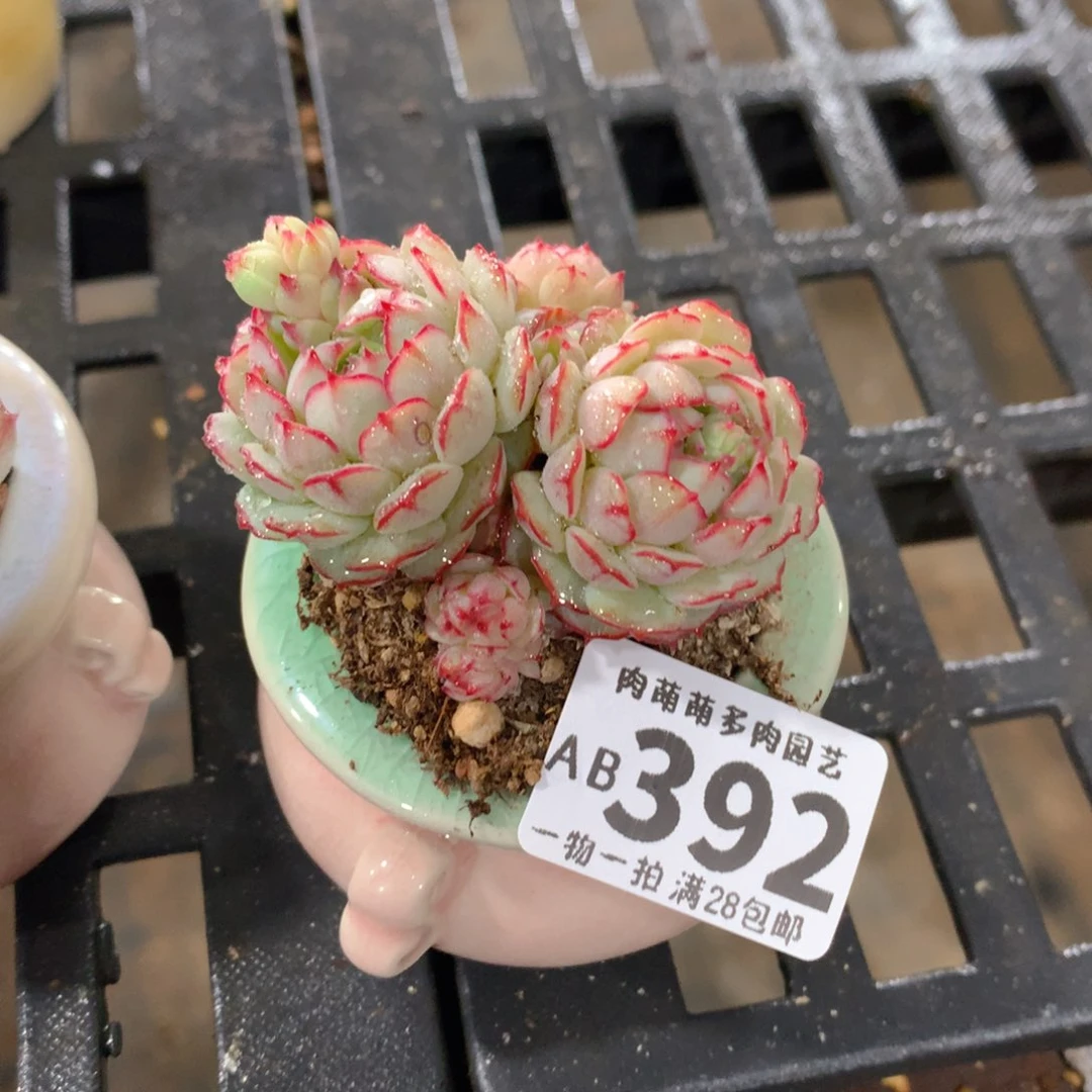 肉萌萌拇指盆精控多肉AB392