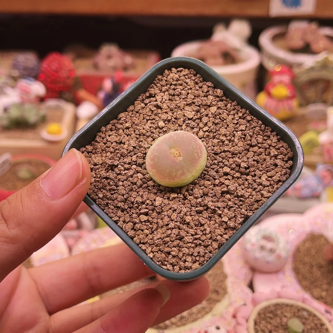 花脸登登子可带盆土发货