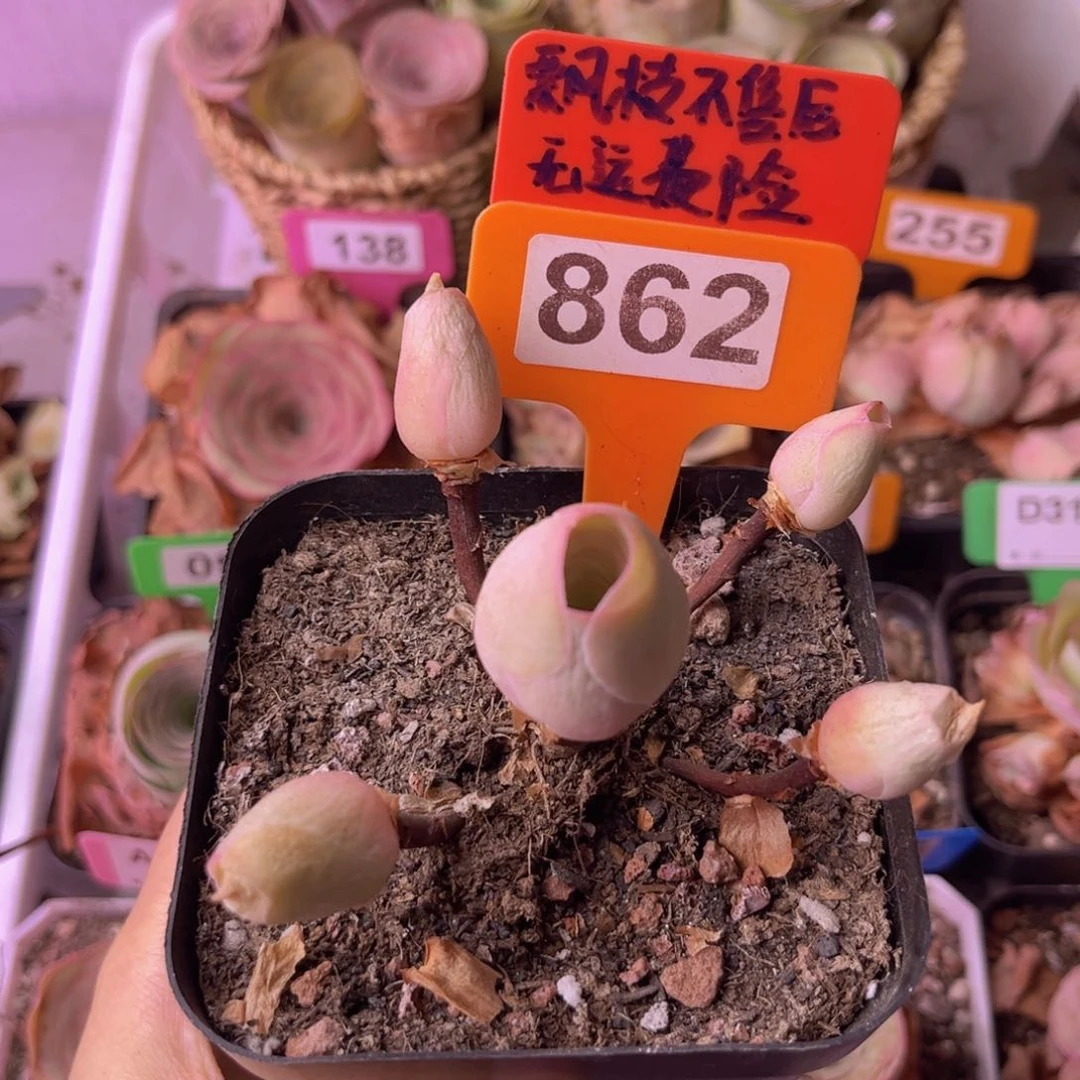 多头玫瑰一物一拍862