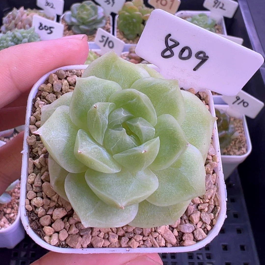 809号梨花白 晗雨多肉