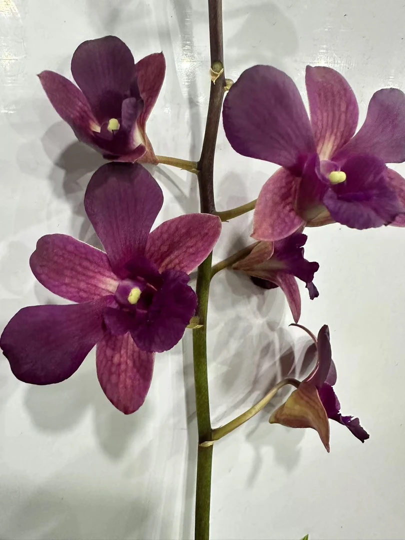 新富贵红 【秋石斛】爆花好养花期长云南鲜花绿植