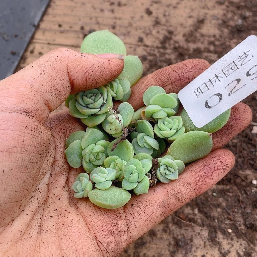多肉植物多肉植物29