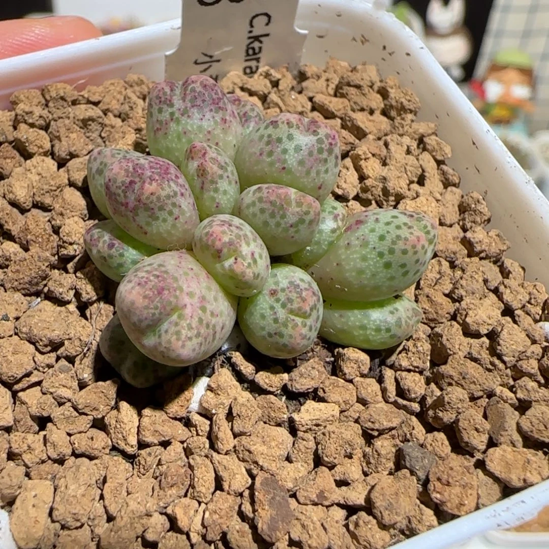 肉锥多肉植物组合-草莓斑马175