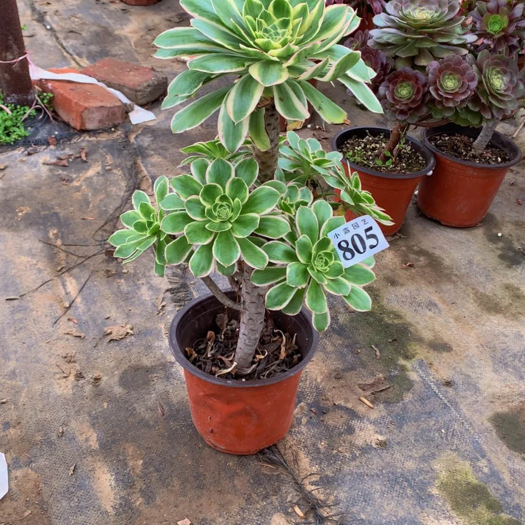 戴****）多肉植物805大叶绿玫瑰8888888