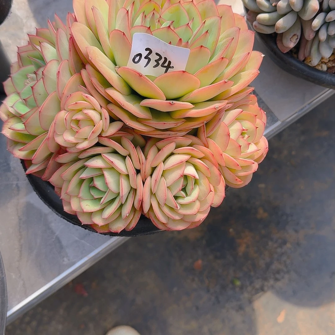 努****丑0334牡丹亭多肉植物