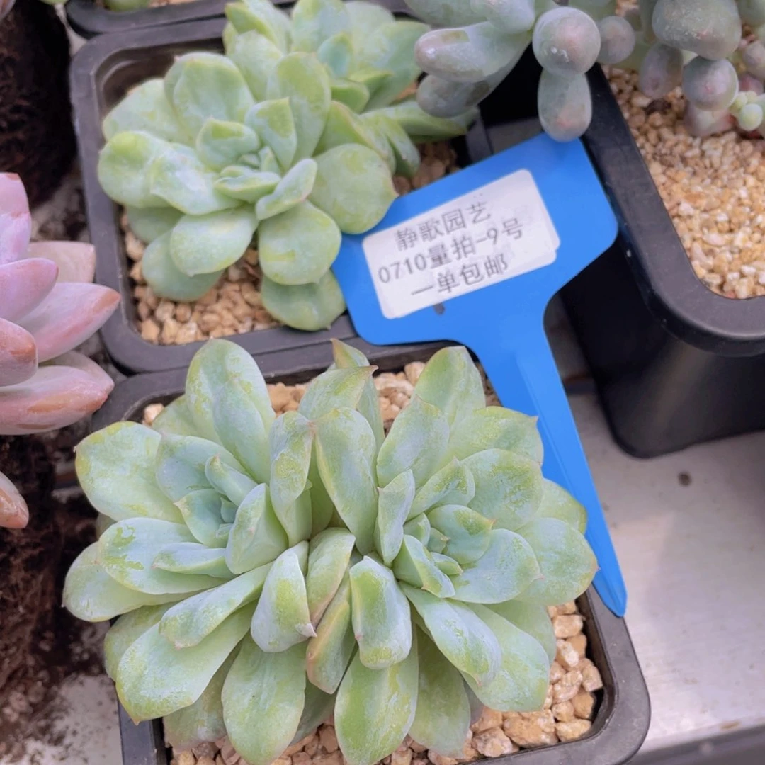 0710-9-泡泡纱裙福利一颗lp