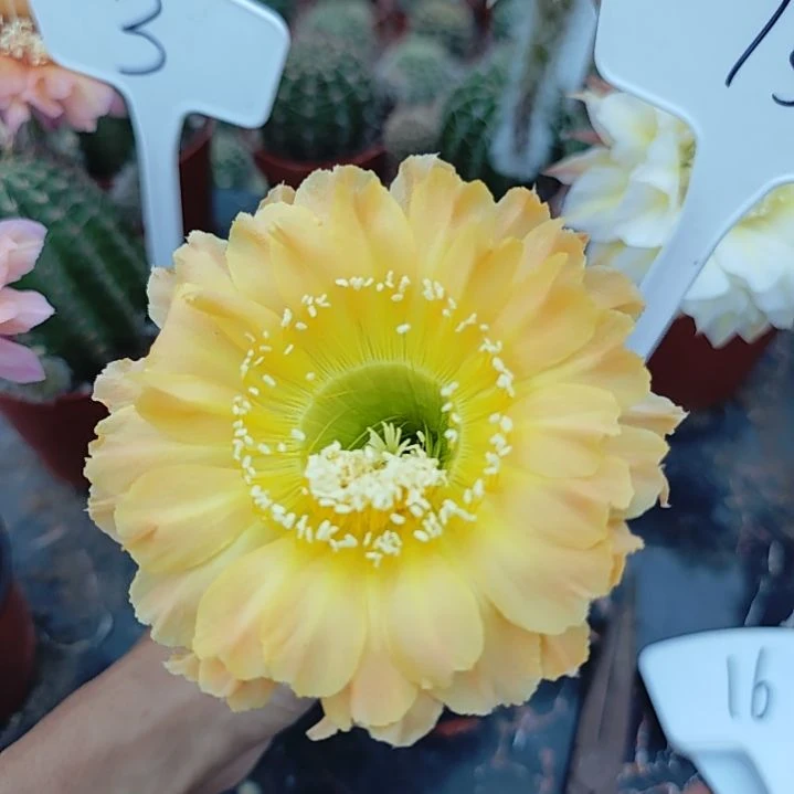 15号实生彩草，球小瑕疵一物一拍，脱土摘花发货，满20包邮
