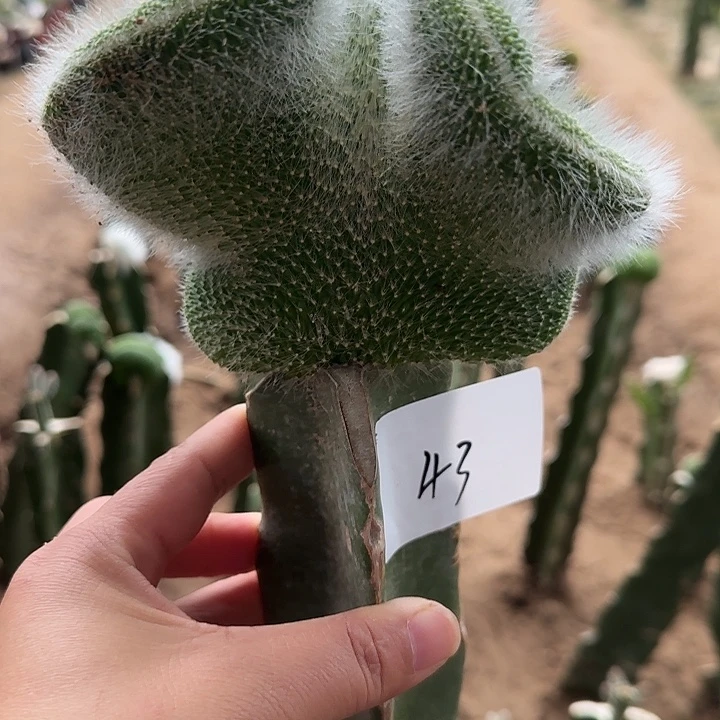 朱***8无花朵砍头九尾狐缀43