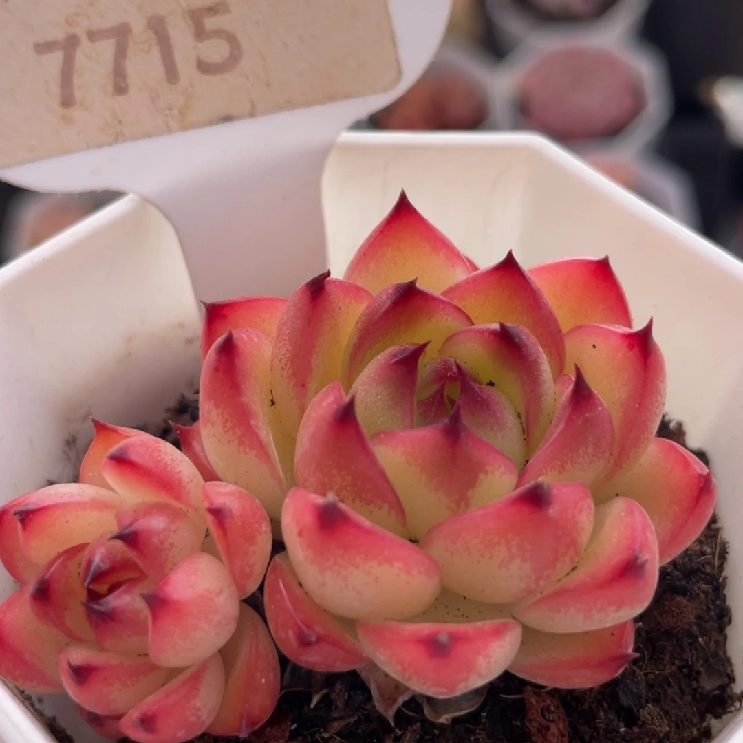 月亮石7715-5.5厘米