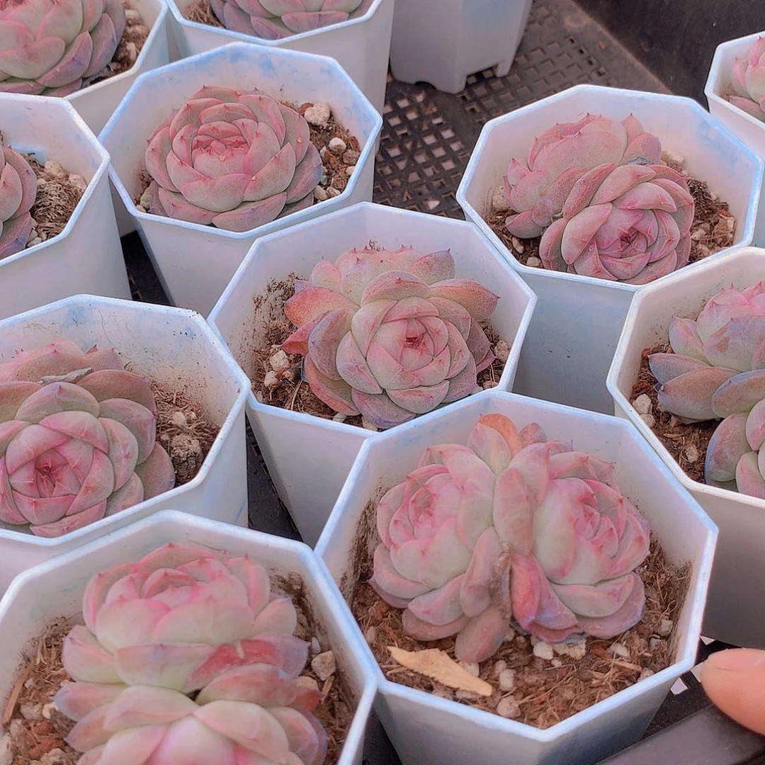 双头优选红暖1245788999900