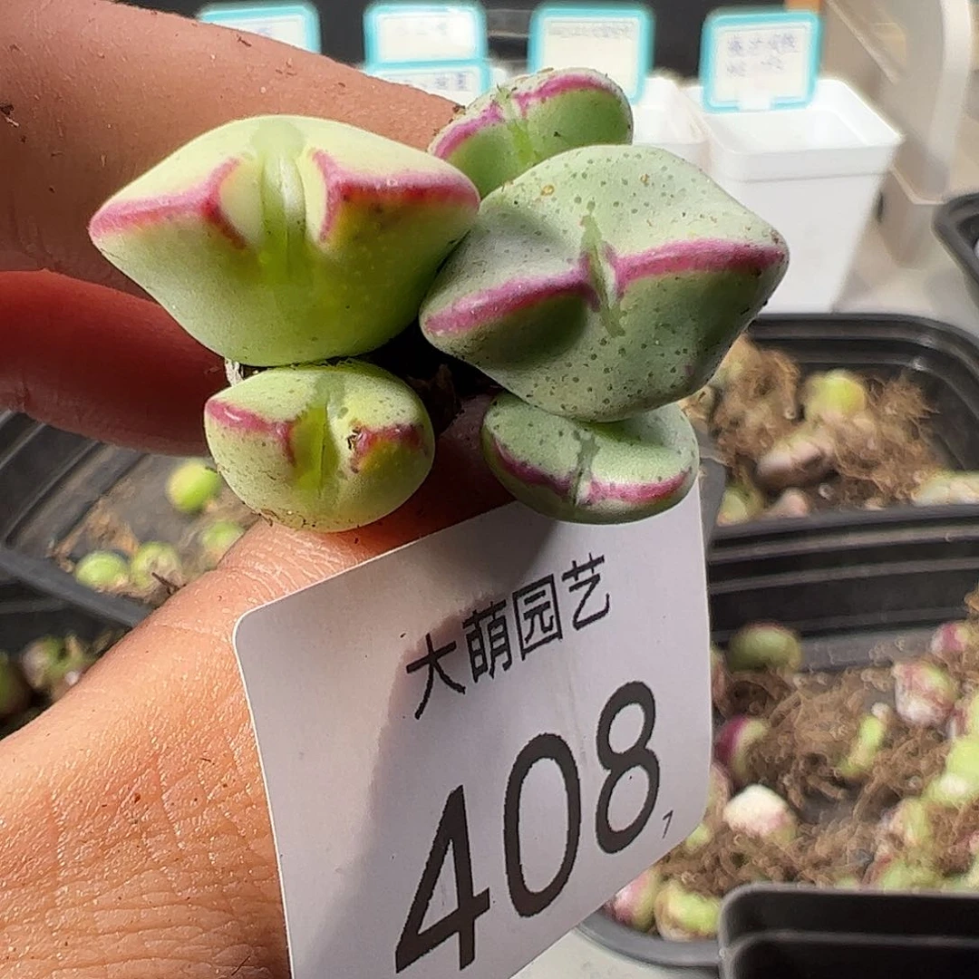 0000408 一物一拍……