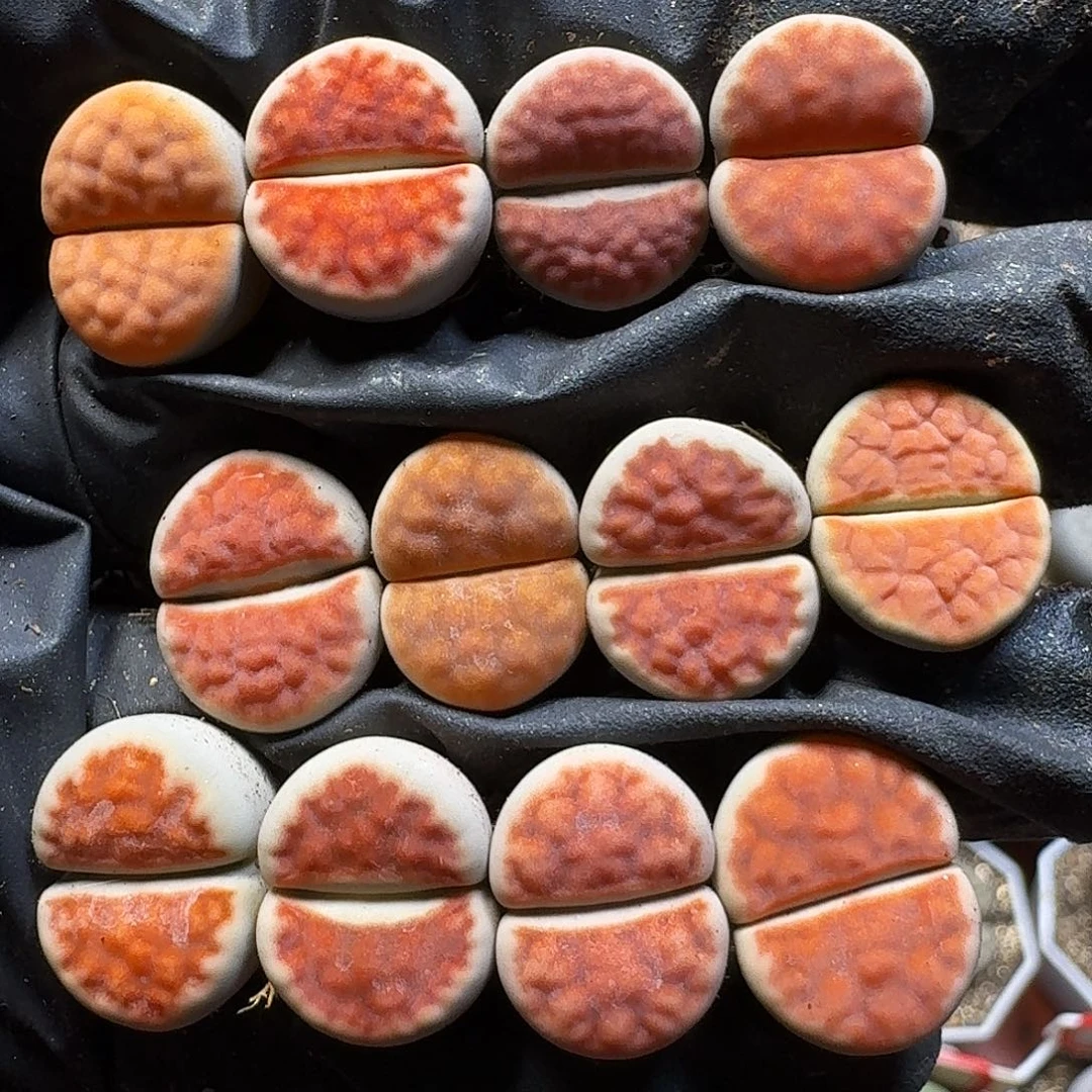 生石花111111。 230