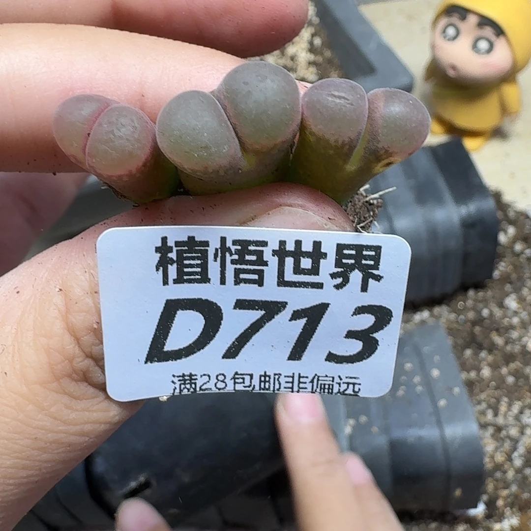 多肉植物的润泽fgb
