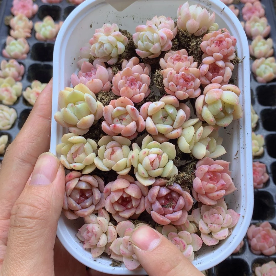 反反复复还是很开心的043