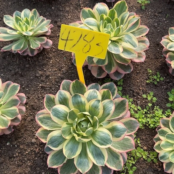 4283---+多头多肉植物如意
