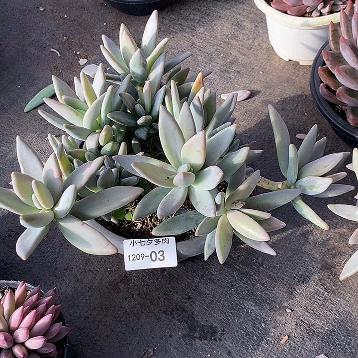 有****小七夕多肉香蕉美人03