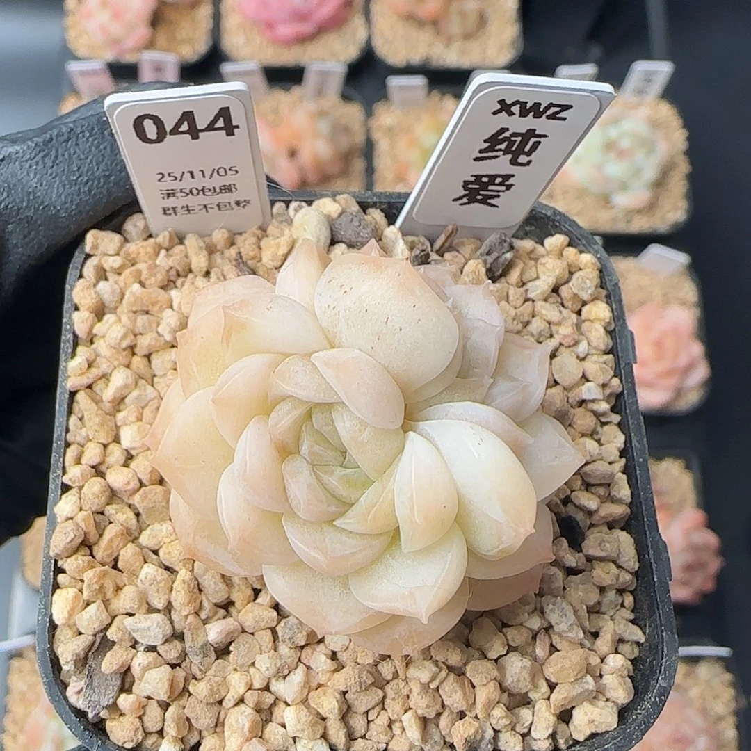 044  纯爱  5厘米盆