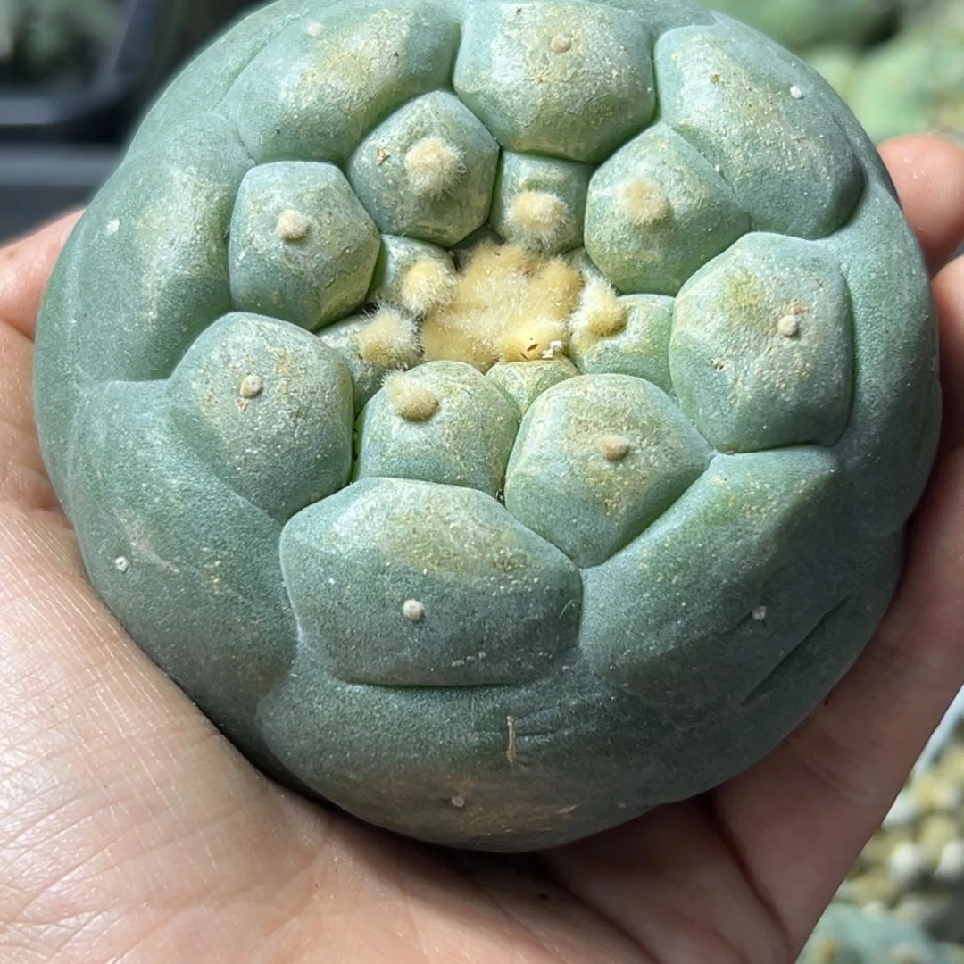 315 有根 仙人球的世界