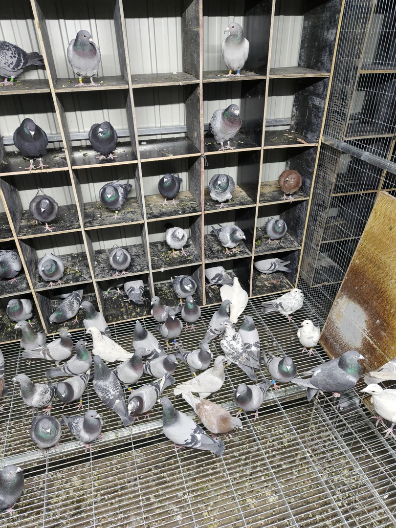 信鸽  成绩鸽  天落鸽  白鸽  黑鸽  异色鸽  大红袍   鸽子差价