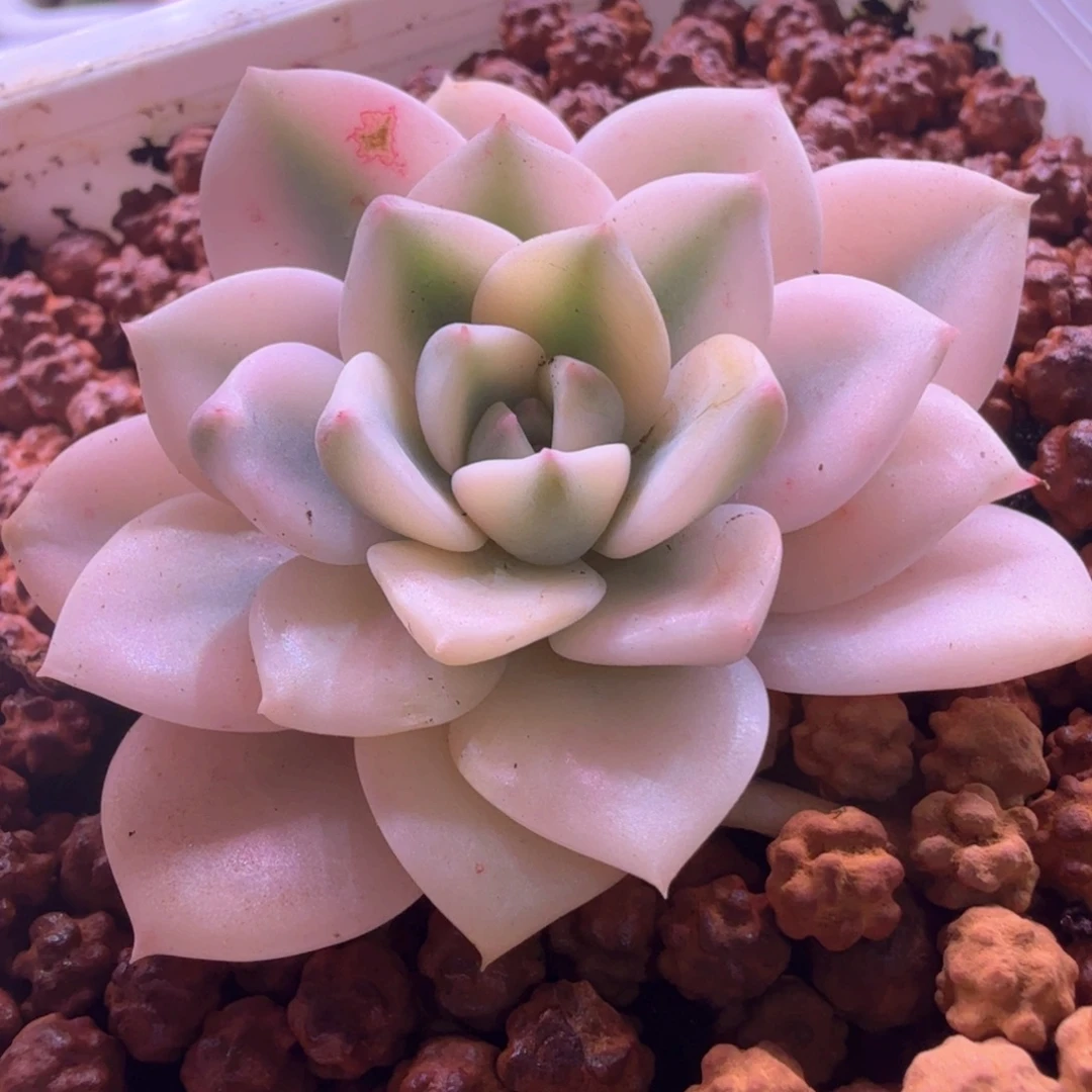 红粉佳人锦 多肉植物