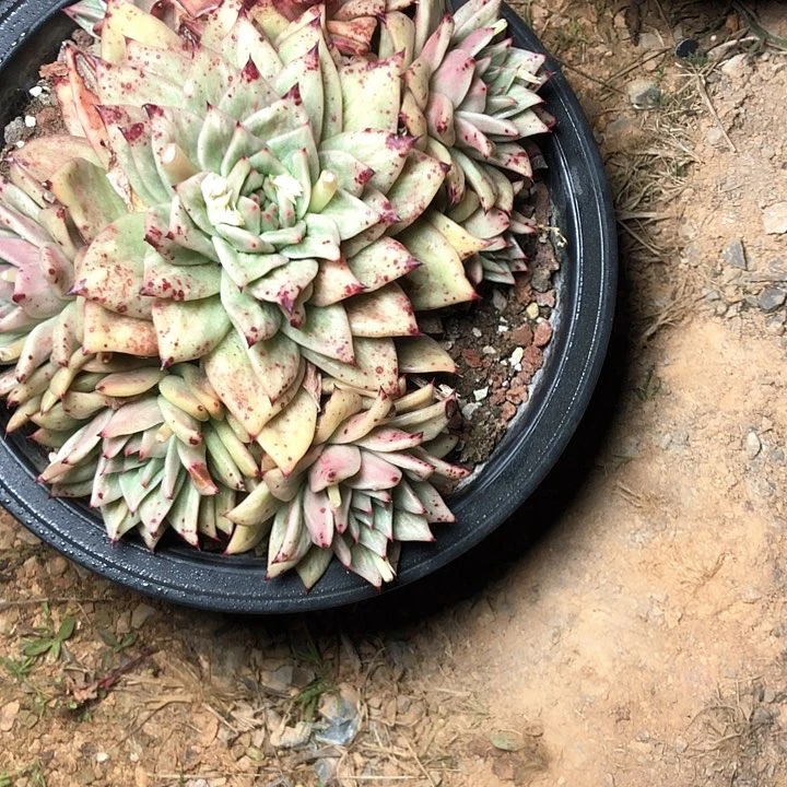 像****?89/////////////