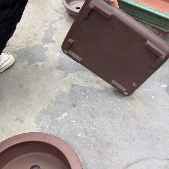 四***桩紫砂花盆中香气飘扬