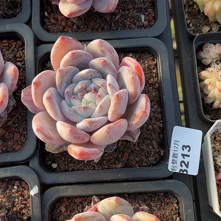 阿雅园艺。     3213梦露