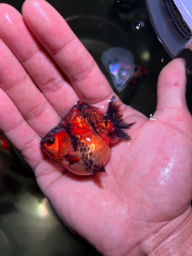 原泰将军苗一组5条（饲料组合150克）