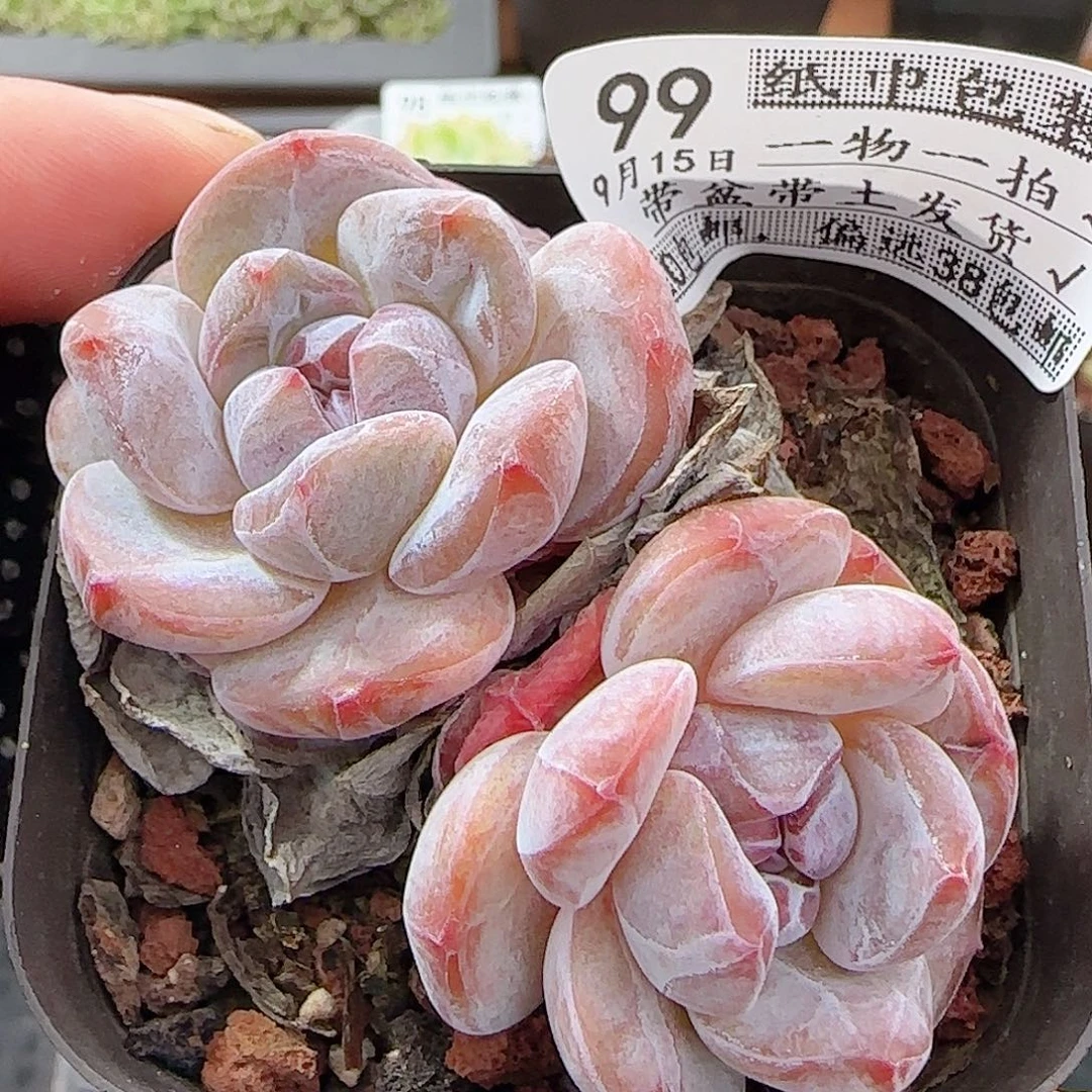 多肉0915-99石榴籽星影