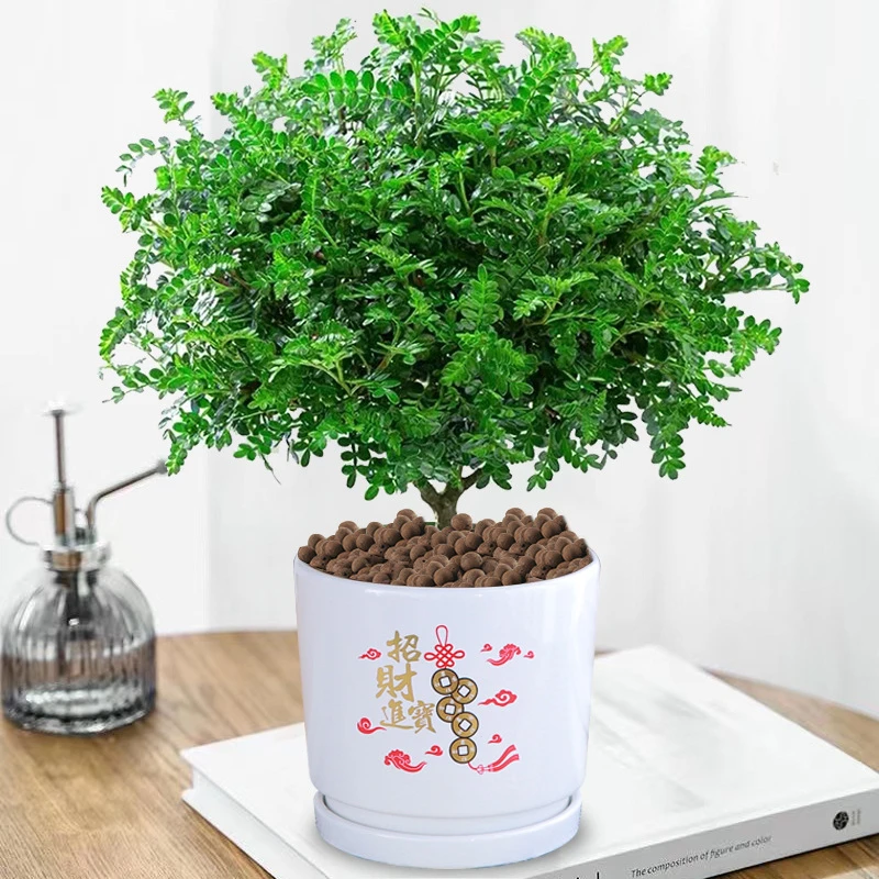 清香木盆栽花卉驱蚊驱虫好养室内绿植四季常青净化空气