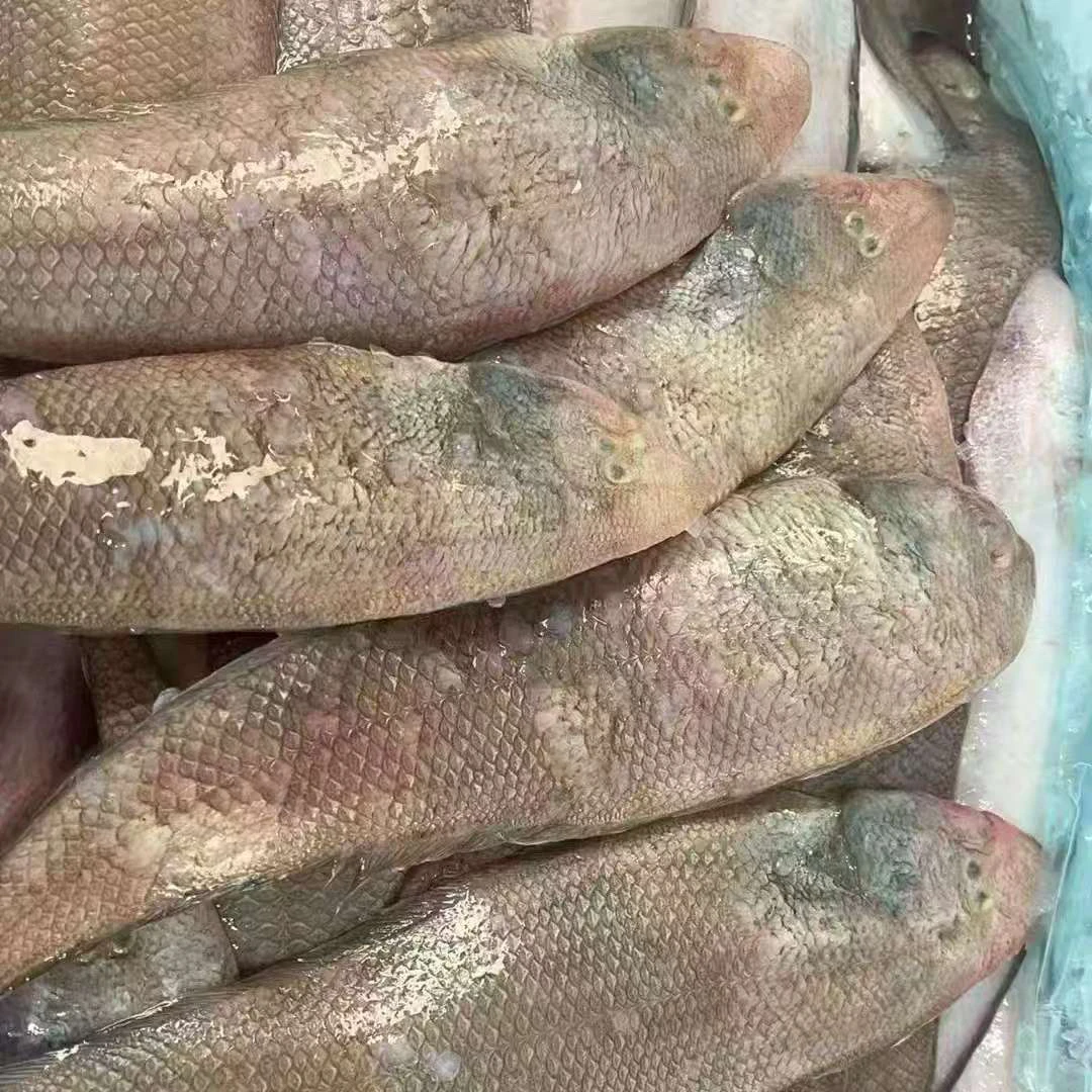 广东汕尾本港野生细鳞龙利鱼（NO退NO换）海鲜鲜活水产新鲜海鲜