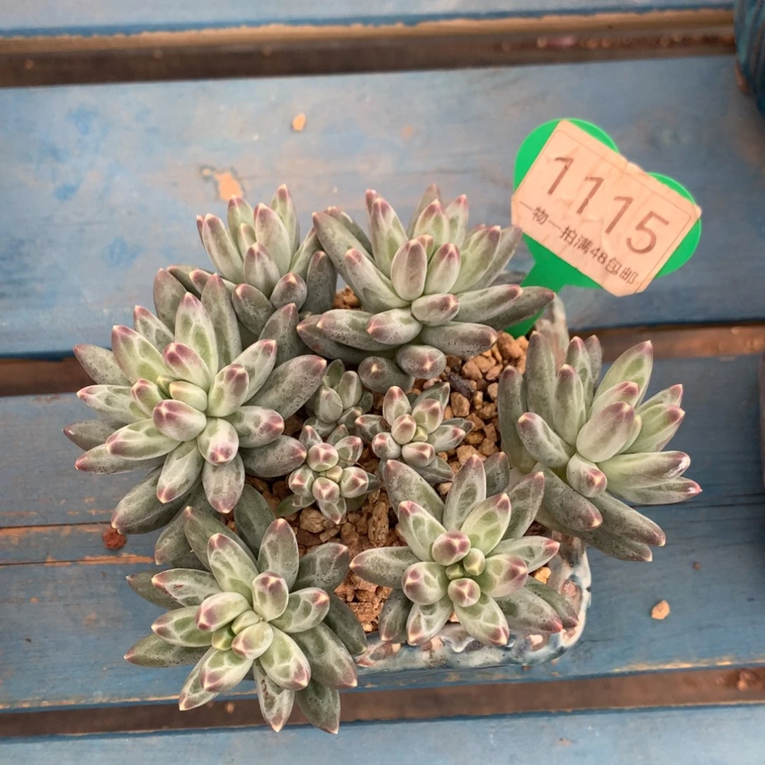 伊卡鲁斯无砍平头1115