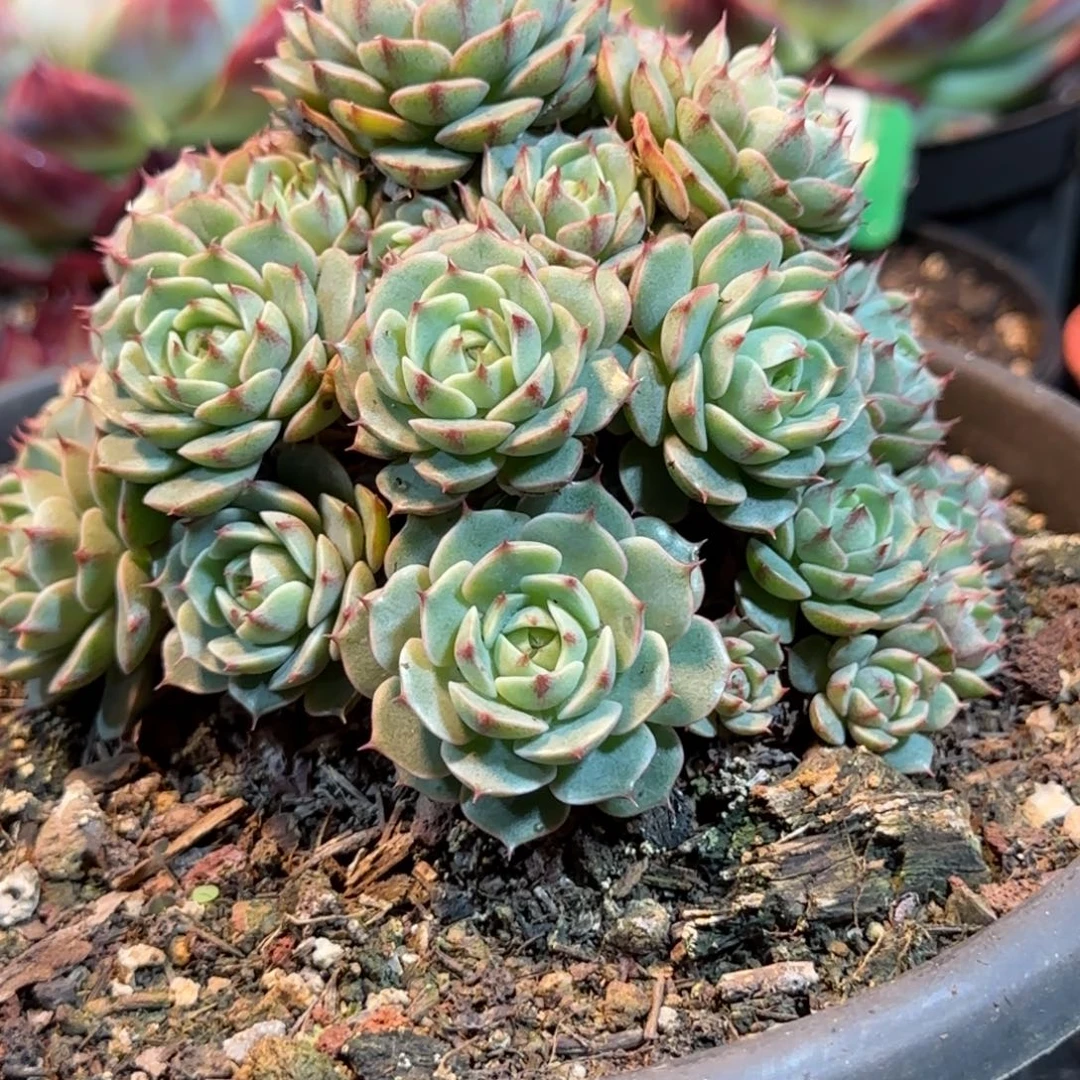 丸叶玫瑰本吧惊鸿一物一拍包装收缩花旱