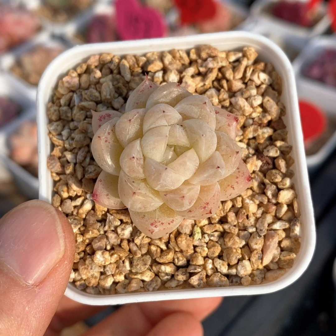 精品多肉一物一拍102