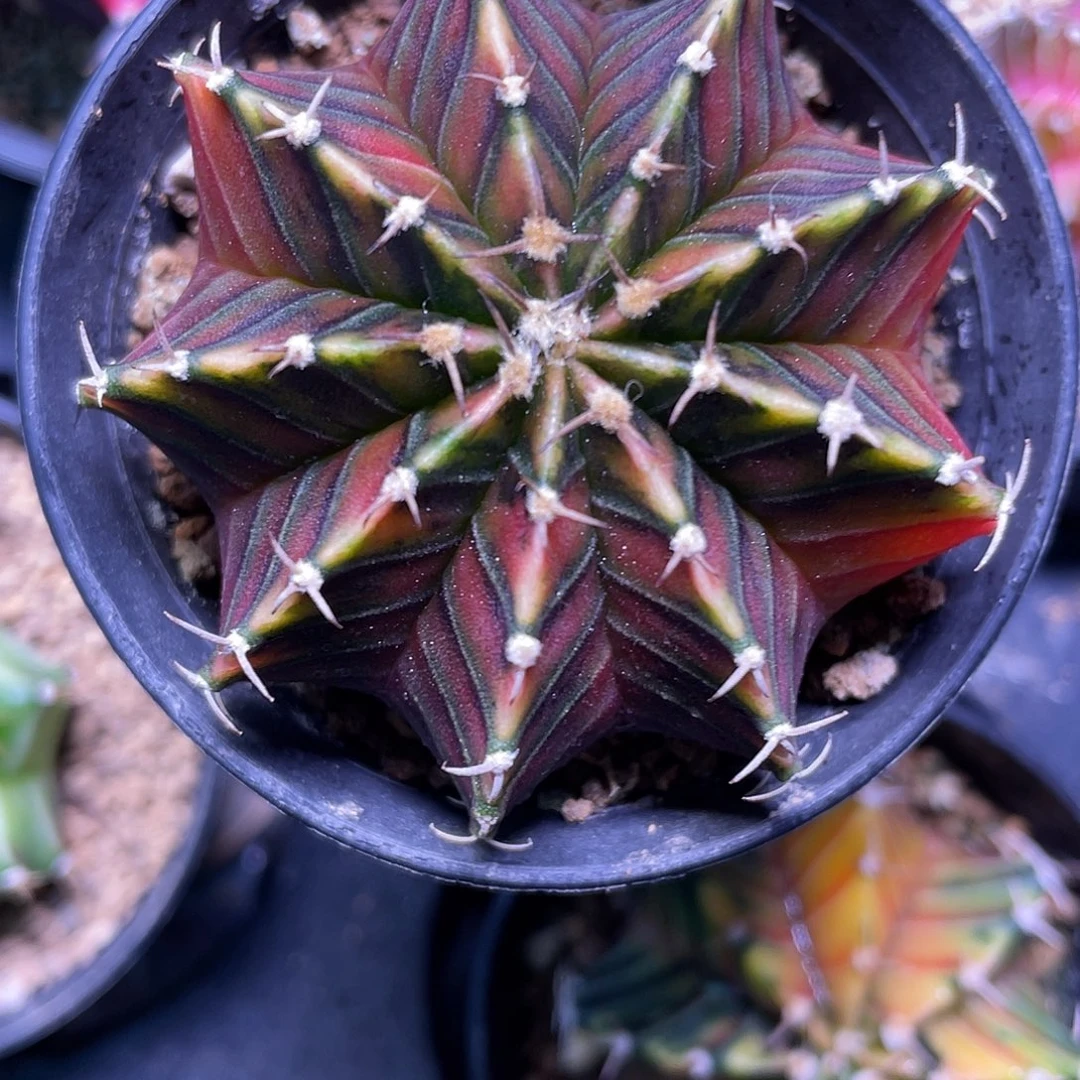 1-157乌贼肋骨5.5厘米