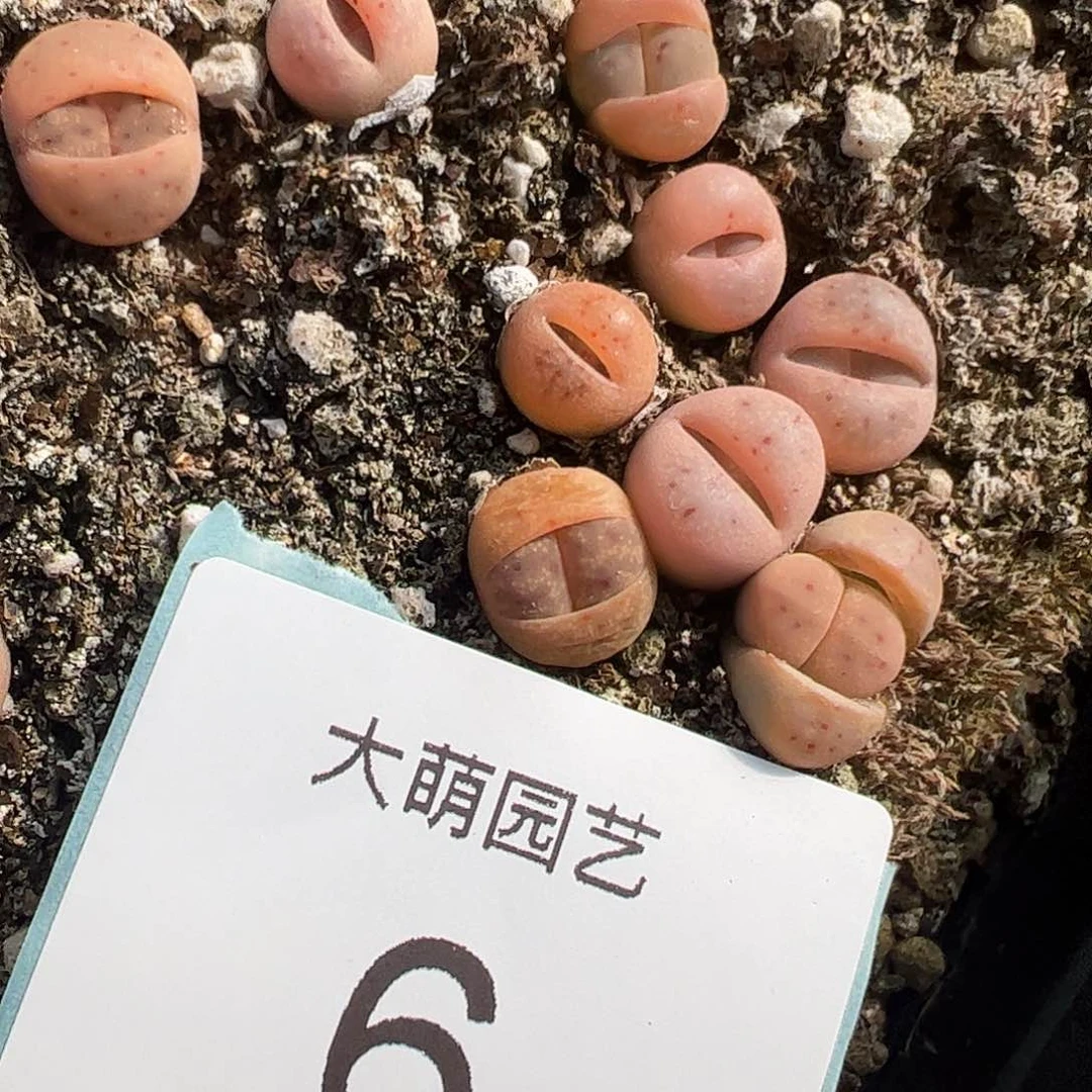 00006量拍惜春5颗